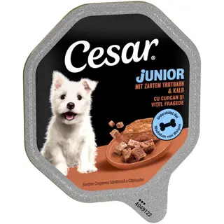 Cesar Junior w tackach, 14 x 150 g - Indyk i cielęcina