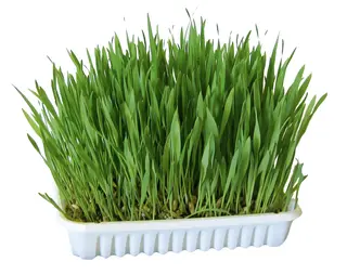 Kerbl trawa dla gryzoni  - 100 g