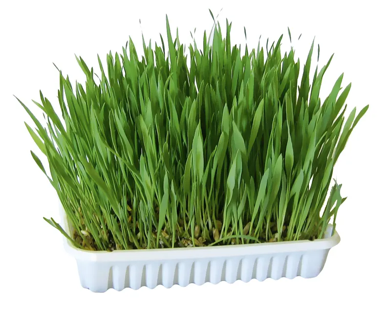 Kerbl trawa dla gryzoni  - 100 g